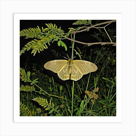 Moths Insect Lepidoptera Wings Antenna Nocturnal Flutter Attraction Lamp Camouflage Dusty (8) Art Print