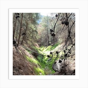 Creek In The Forest Art Print