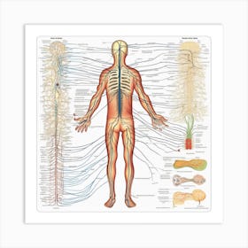 Human Nervous System Art Print