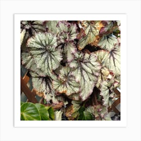 Geranium Art Print