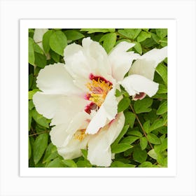 White Woody Peony Botanical Photography Art Print