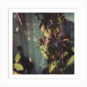 Spider Web Art Print