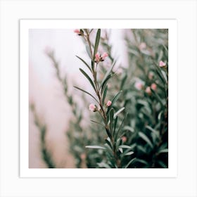 Blooming Rosemary Art Print