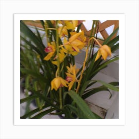 Yellow Orchids Art Print