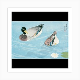 Two Ducks In Water Art Print