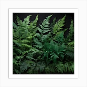 Ferns 1 Art Print