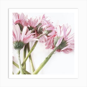 Pink Daisies Art Print