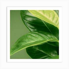 Close Up Of Green Leaves Art Print