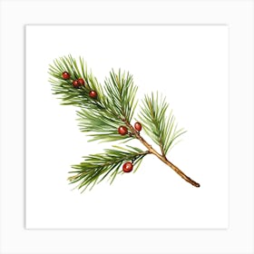 Pine Branch With Berries Art Print