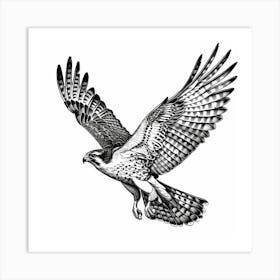 Hawk In Flight Art Print