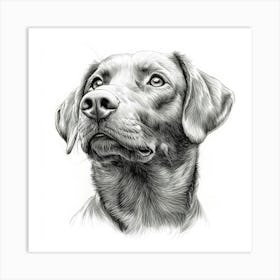 Chesapeake Bay Retriever 1 Art Print