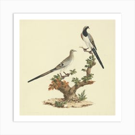 Namaqua Dove, Luigi Balugani Art Print