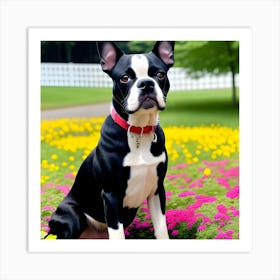 Boston Terrier 67 Art Print