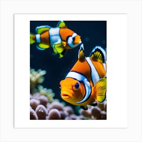 Clownfish Art Print