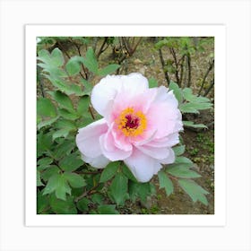 Peony in Japan 12 Art Print