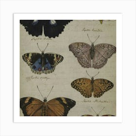 Collection Of Butterflies 1 Art Print