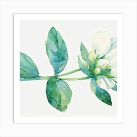 Editorial Art White Background Trifolium 1 Art Print