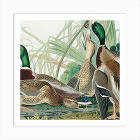 Mallard Ducks Art Print