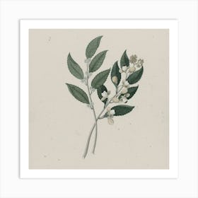 Syzygium Art Print