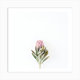 Pink Protea Flower Art Print