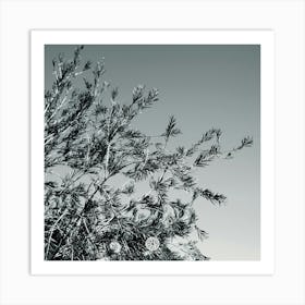 Branches Art Print