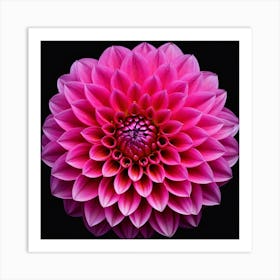 Vibrant pink dahlia flower 6 Art Print