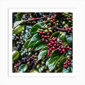 Coffee Berries On A Tree 5 Art Print