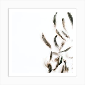 Feathers On White Background Art Print