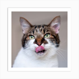 Cat With Tongue Sticking Out Art Print