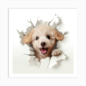 Poodle Peeking Through A Hole 1 Art Print