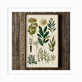 Botanical Print 2 Art Print