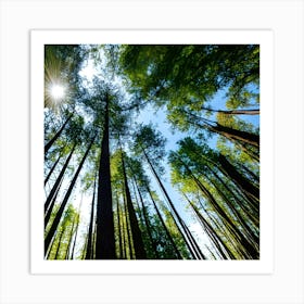 Trees And Sun Light Art Print