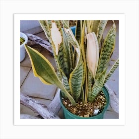 Snake Plant Art Print