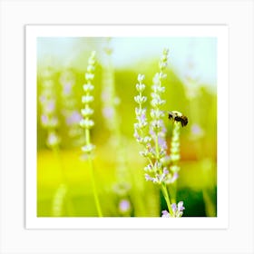 Bee On Lavender, Spring Art Print