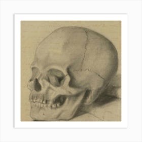 Skull Of A Human Art Print