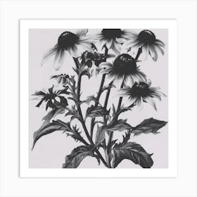 Black Eyed Susan Art Print