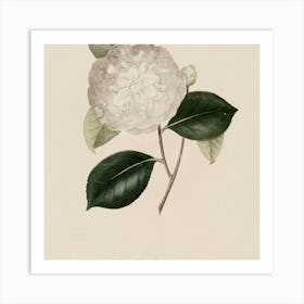 Camellia 2 Art Print