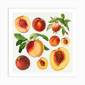 Peach Painting Art Print