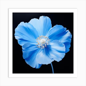 Blue Poppy 2 Art Print