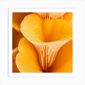 Close Up Of Orange Mushrooms Art Print