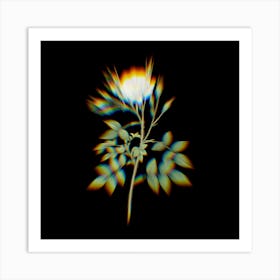 Prism Shift White Rose of Rosenberg Botanical Illustration on Black Art Print