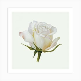 White Rose Art Print