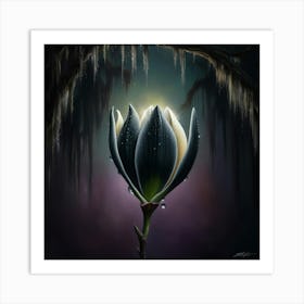 Lily Of The Night Art Print