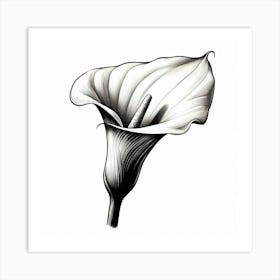 Calla flower Art Print