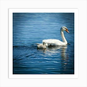 Swan Mother And Baby Art Print