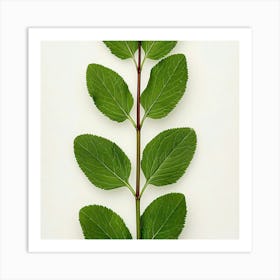 Sage Leaf Art Print