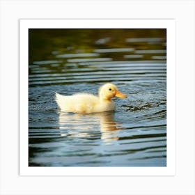 Firefly Cute Baby Ducklings Swimming In Serene Lake 37848 (2) Art Print