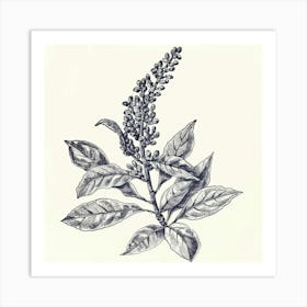 Drawing Of A Plant Art Print