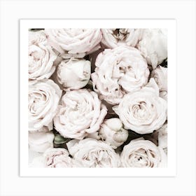 White Roses Art Print