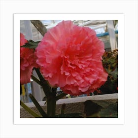 Pink Geranium Art Print